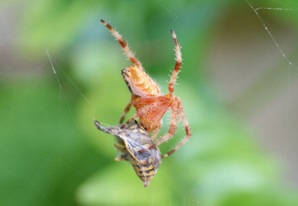 Araneus diadematus, vespa e veleno